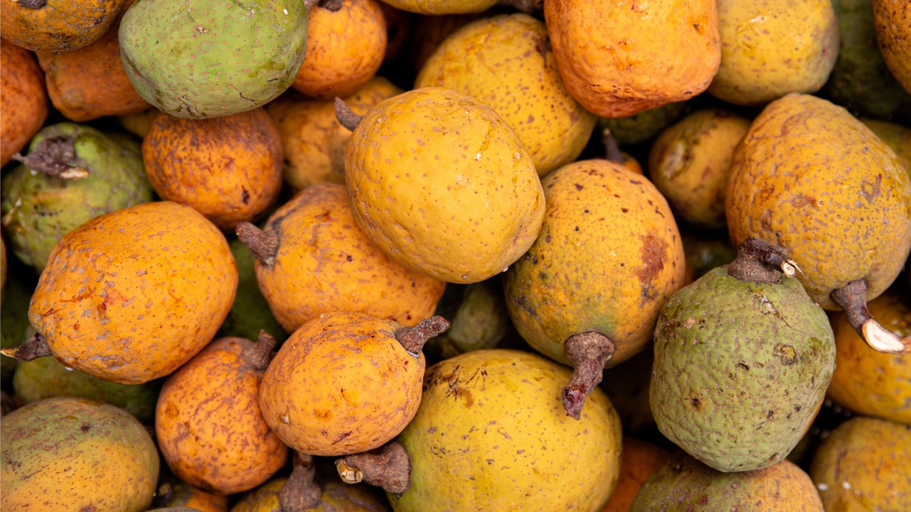 Madd du Sénégal — fruit emblématique de Casamance