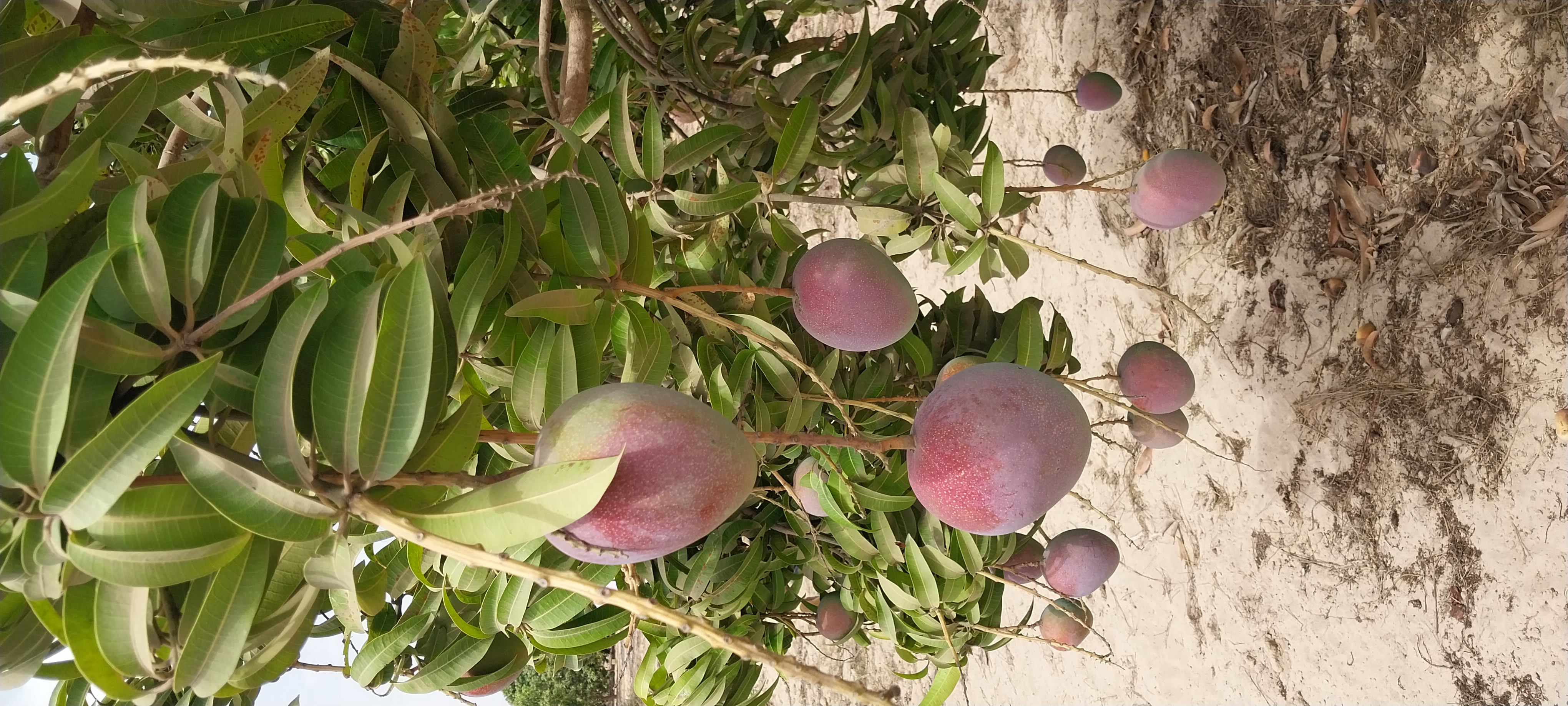 Mangues Kent bio sur arbre en Casamance — La Casà Fruits Sénégal