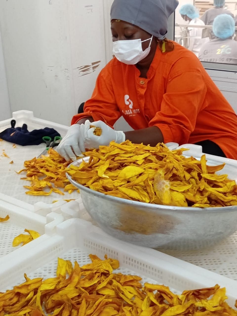 Tri qualité mangue séchée bio à Ziguinchor